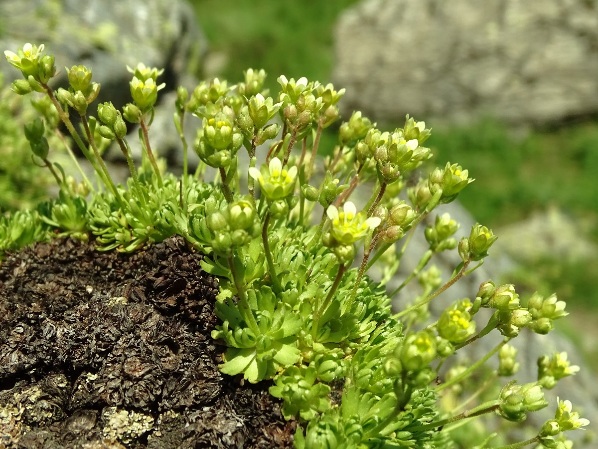 Saxifraga moschata (Saxifragaceae)